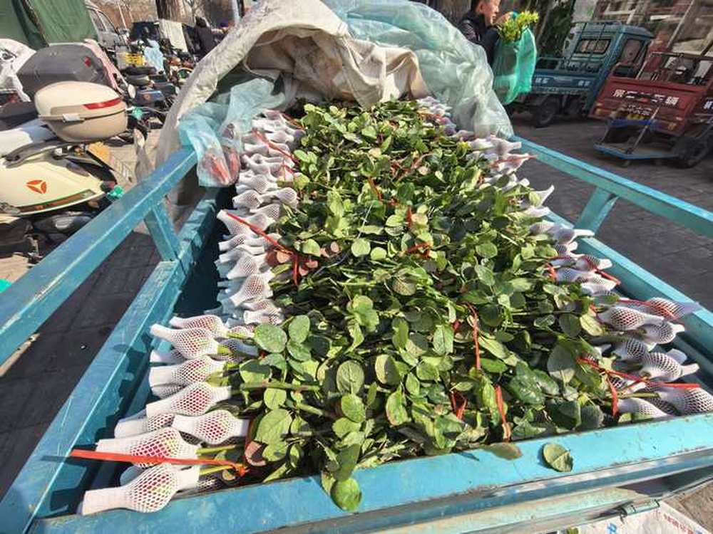 春节邂逅情人节，济南市场迎来玫瑰花销售热潮