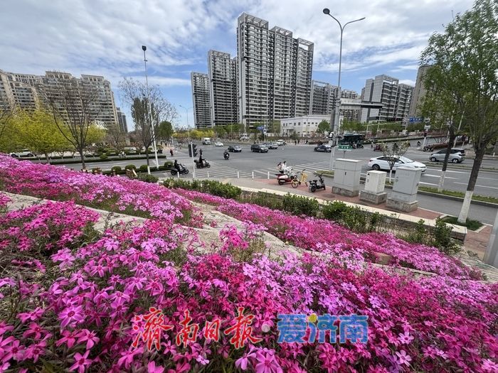长岭山南路福禄考盛放 粉色花毯扮靓泉城街头济南