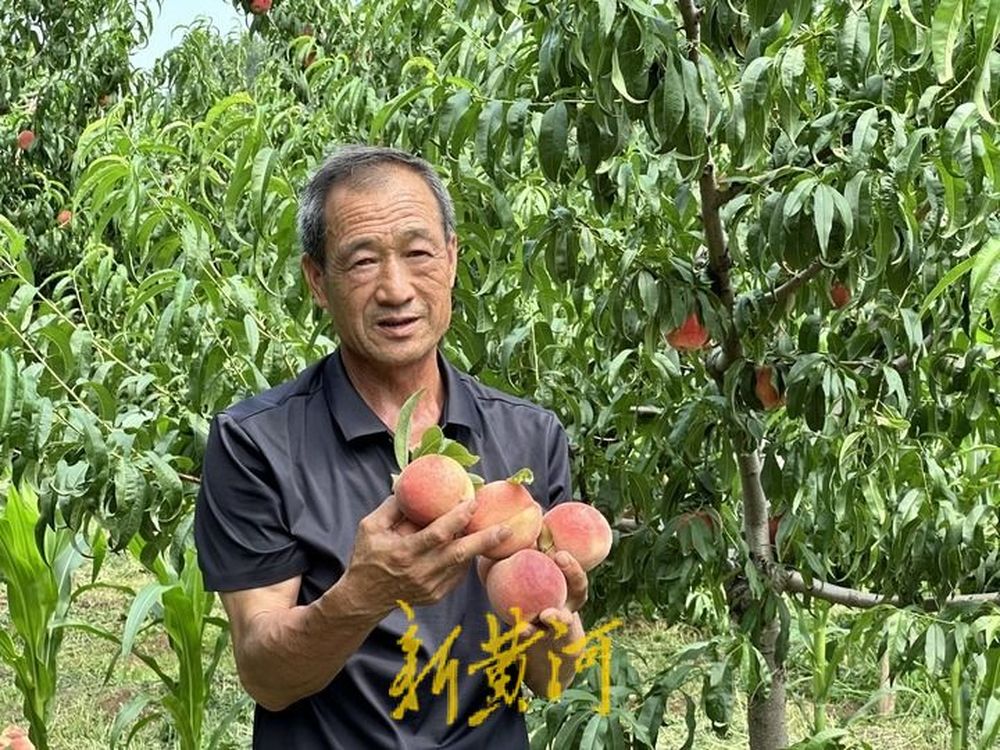 品泉水仙桃,游生态南山!第三届柳埠泉水仙桃采摘文化旅游节今日启动