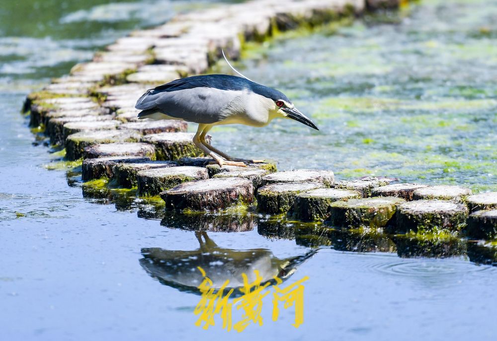 大明湖“老等”夏日回归，湖中捕鱼静赏湖光山色