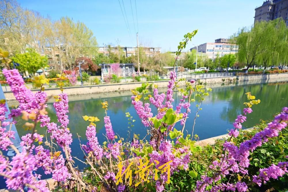 紫荆花盛放，扮靓济南工商河河岸