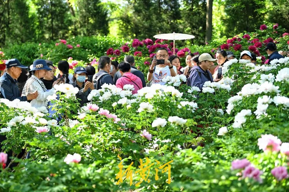 尽显国色天香 泉城公园牡丹园成济南春日顶流