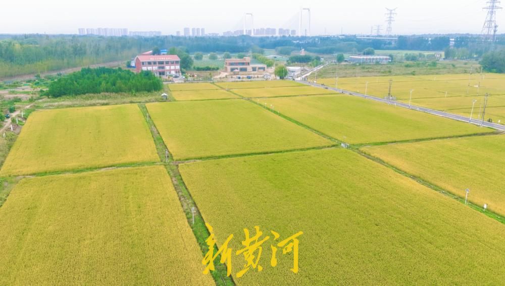 金浪翻涌稻香浓，济南吴家堡席家庄“丰”景如画