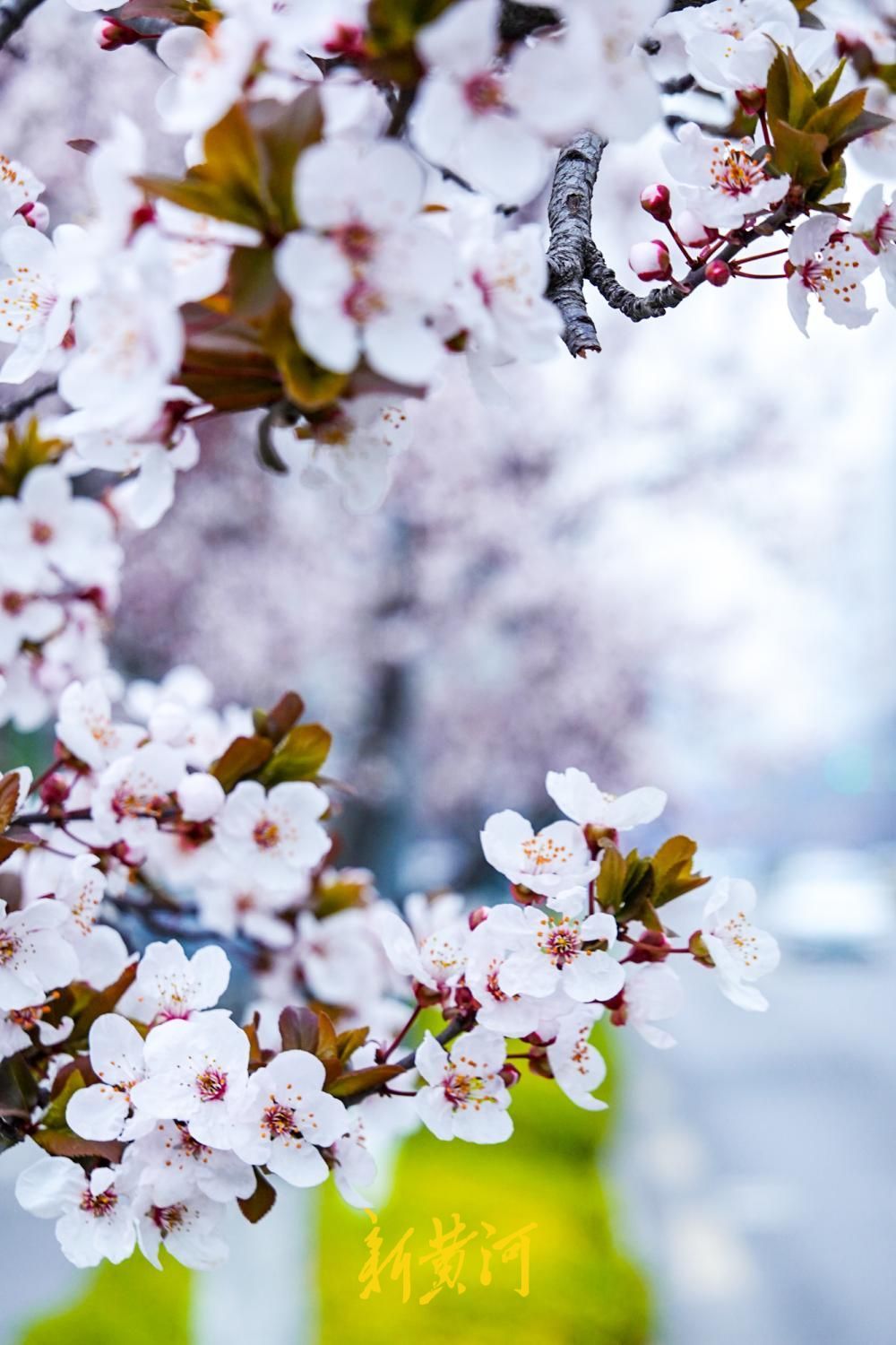泺源大街紫叶李盛放 粉色花带扮靓济南