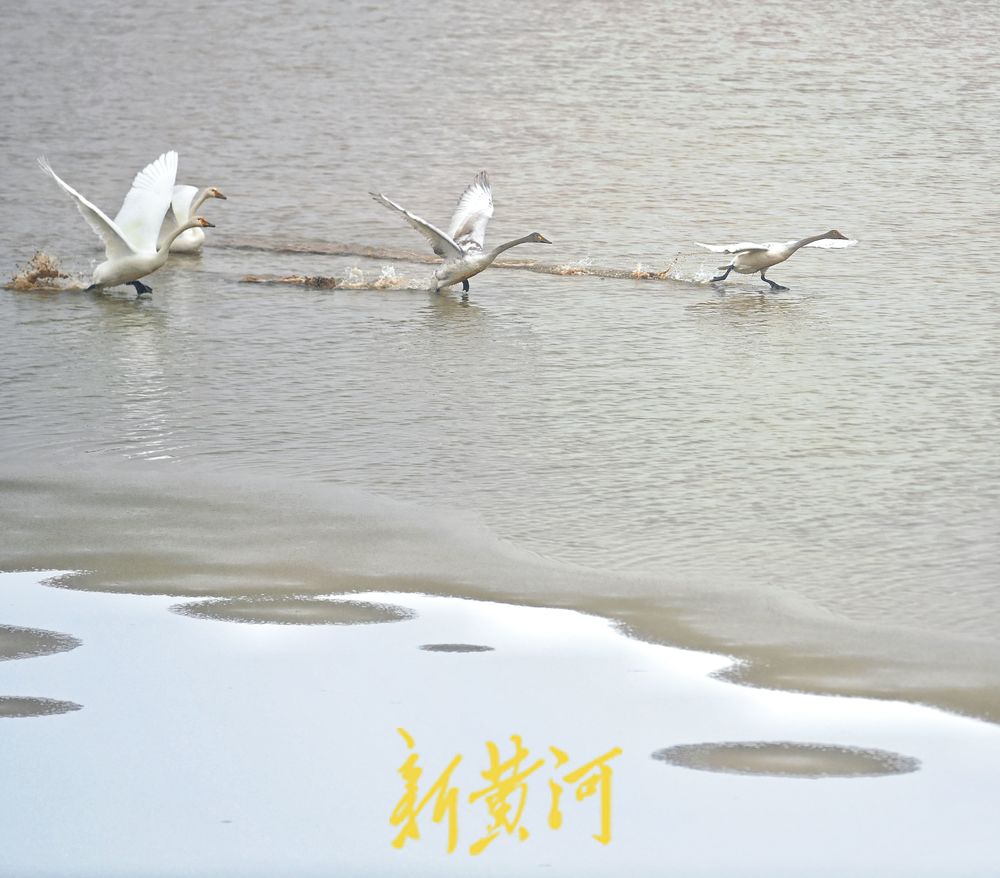 天鹅雪中起舞，演绎灵动之美