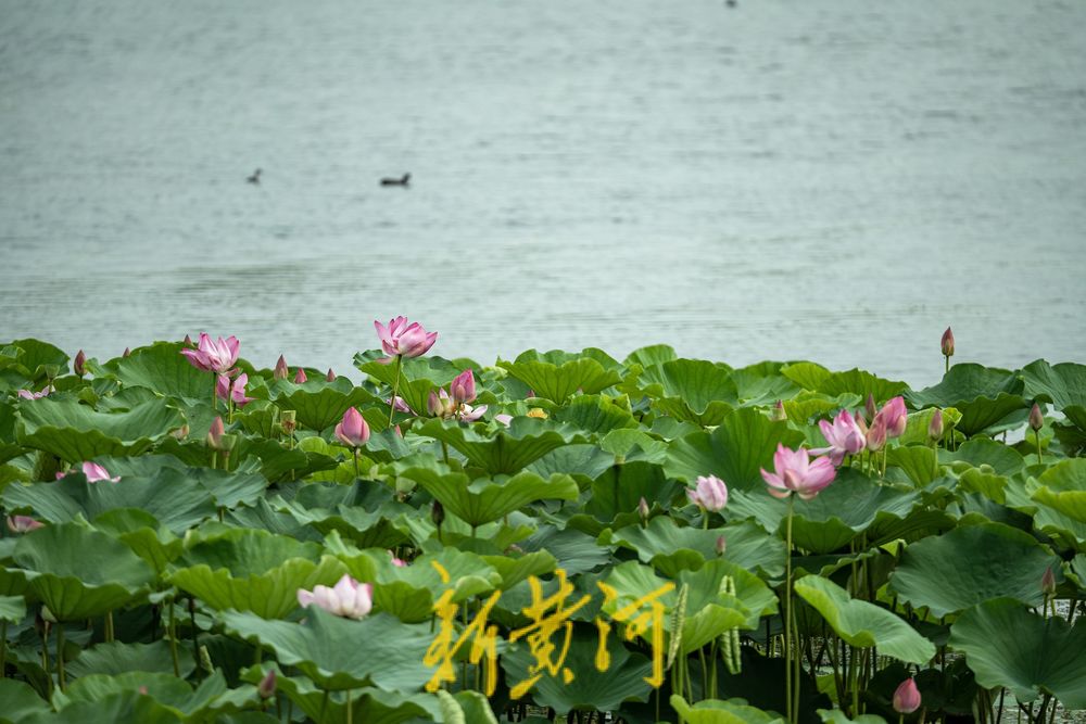 荷风夏韵！华山湖绘就盛夏生态图