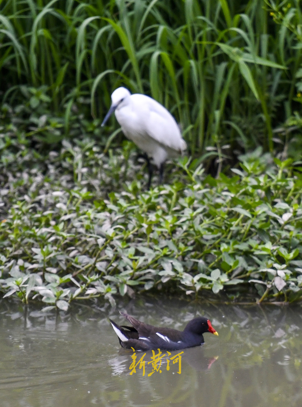济南腊山河生态环境提升，为鸟儿觅食提供好去处