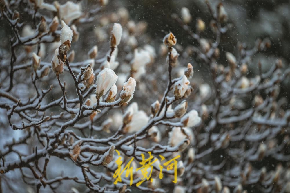 难得一见！白雪楼前，含苞玉兰傲雪待放