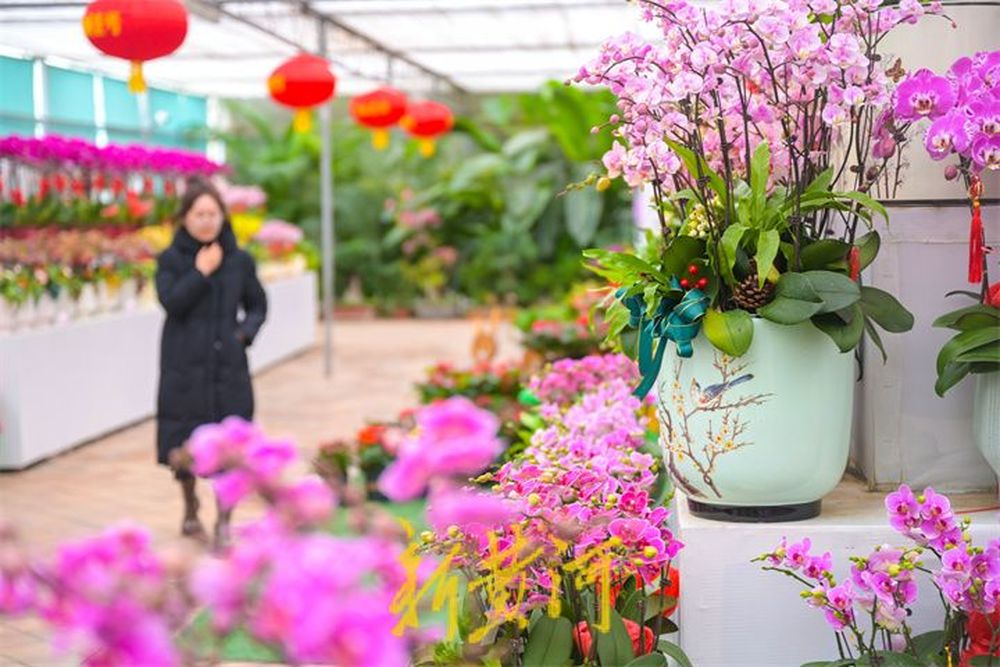 年宵花展汇聚各色花卉争奇斗艳  