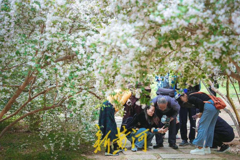 人在花中游 猬实花盛开绘就泉城春日盛景