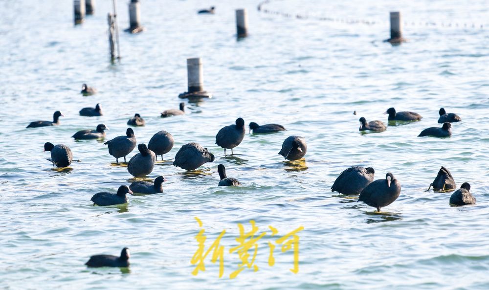 寒冬的鸟类“避风港” ：野生鸟驻足济南大明湖喷泉晒太阳