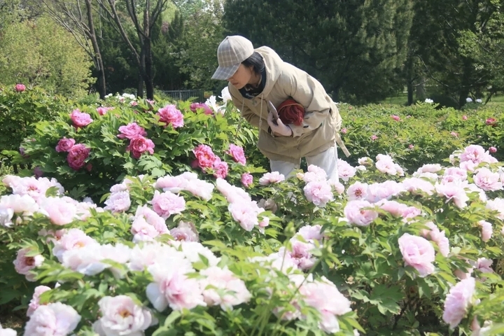 万株牡丹齐绽放！济南植物园50余品种牡丹盛放 九大色系醉春光