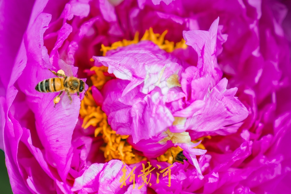 泉城四月天，美得好似打翻的调色盘