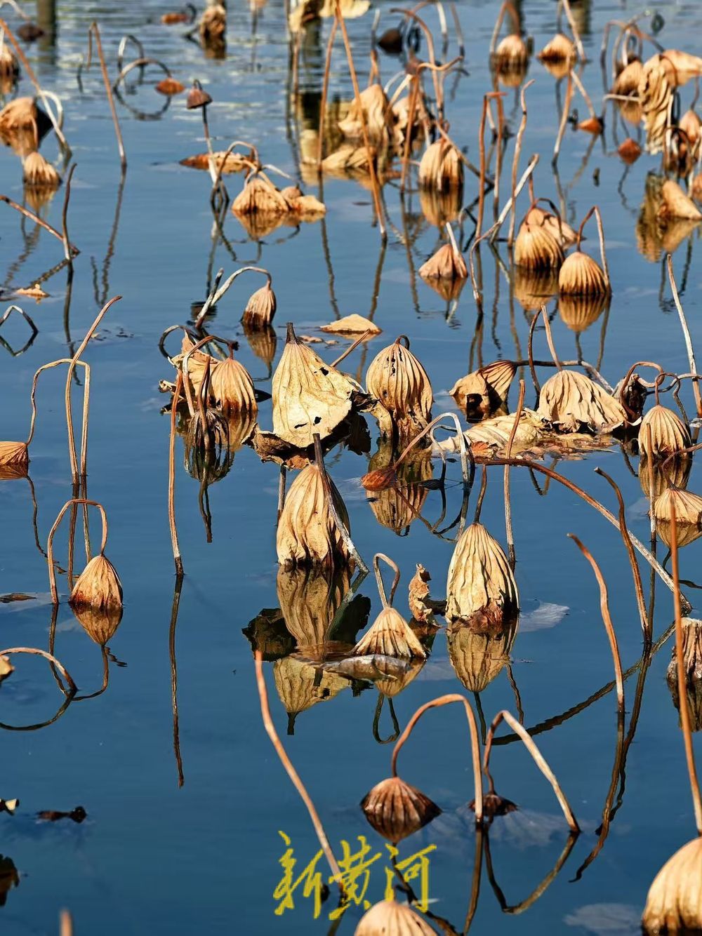 大明湖畔上演残荷风光，尽显冬日美景