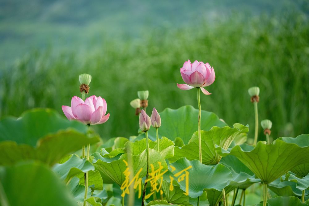 荷风夏韵！华山湖绘就盛夏生态图