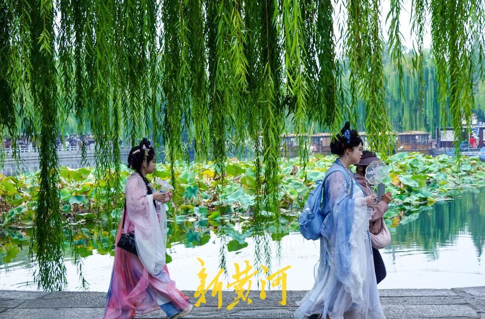 济南百花洲秋色入画来，残荷垂柳倒映成景