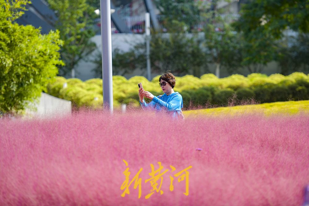 高楼间徜徉“粉色海洋”，泉城人才公园网红花卉进入盛花期