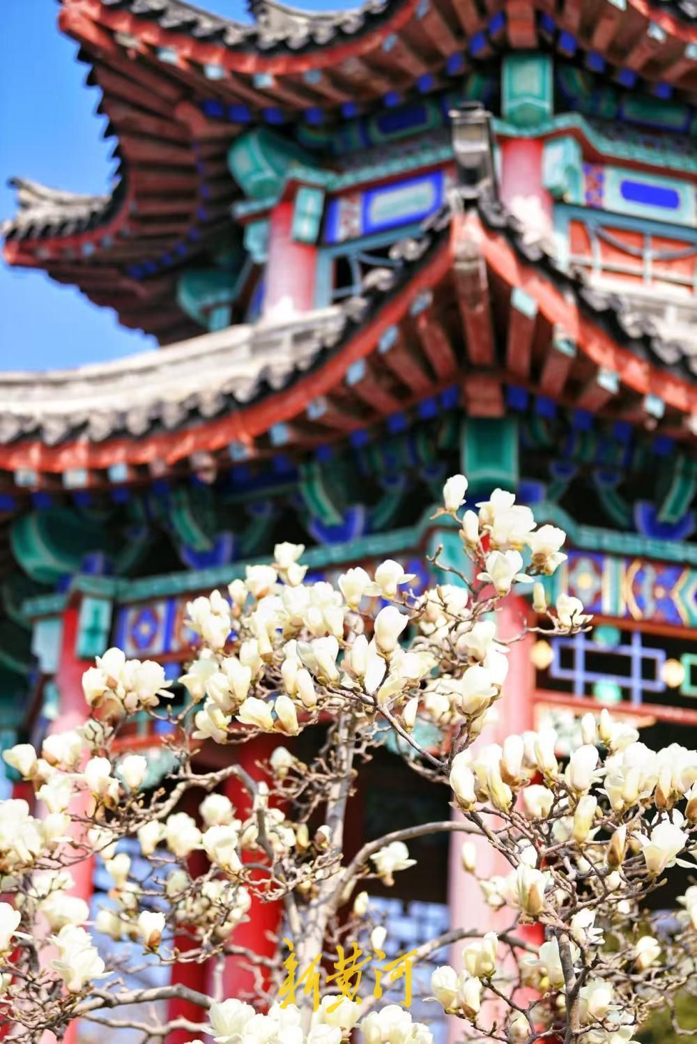 已进入最佳观赏期，大明湖得月亭白玉兰怒放