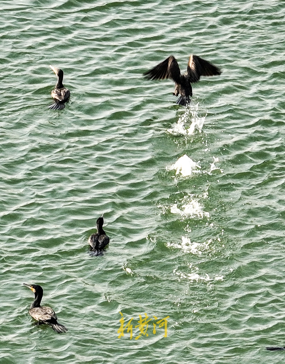 鸬鹚迁徙越冬，组团落户济南玉清湖沉沙池
