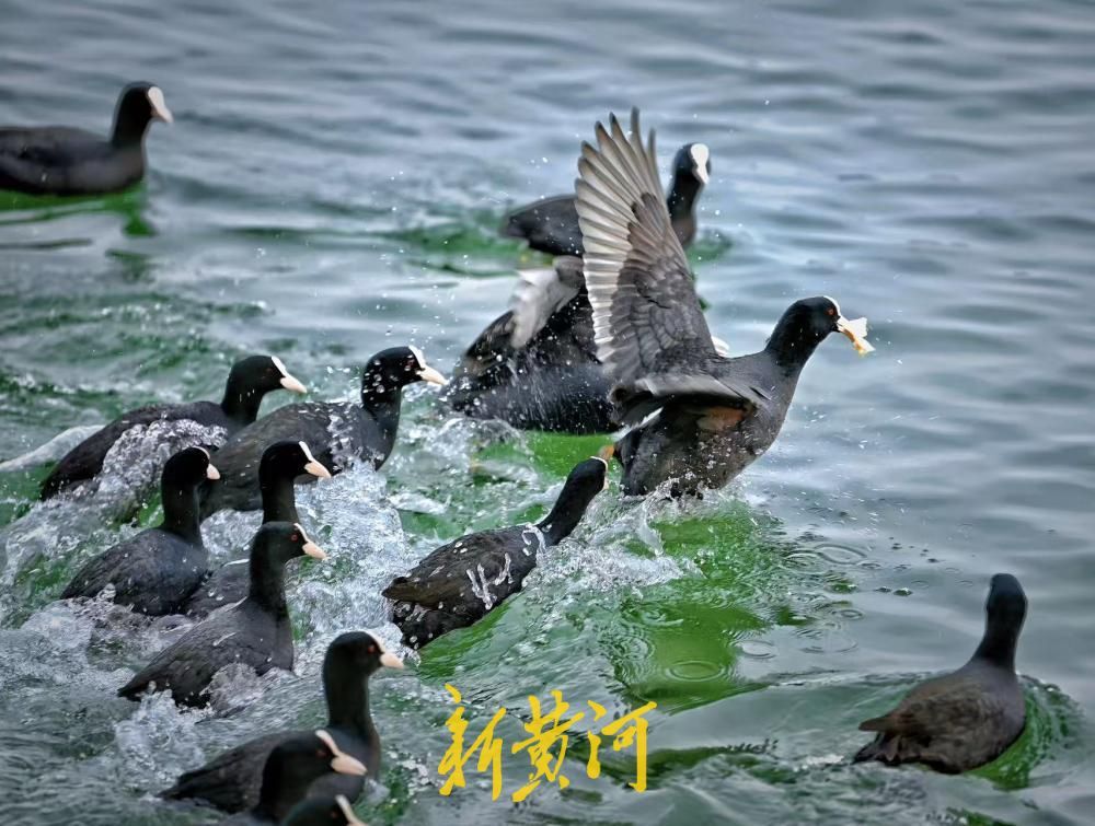 春日泉城升温 数百只白骨顶鸡大明湖畔嬉戏增趣味