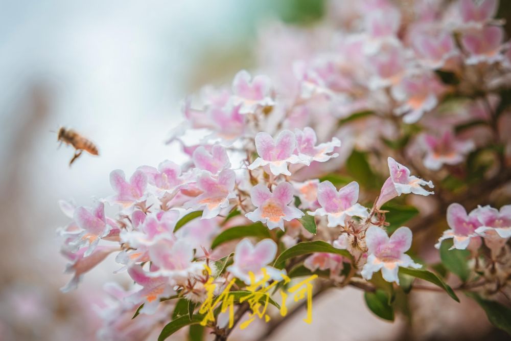 人在花中游 猬实花盛开绘就泉城春日盛景