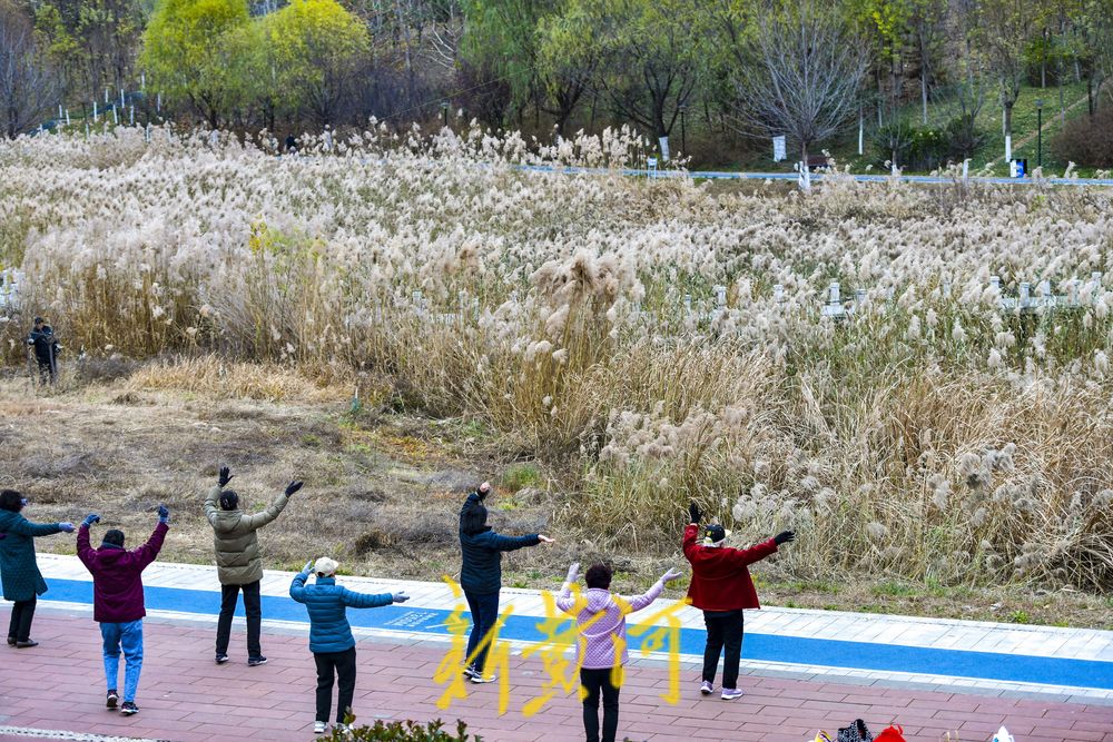 初冬时节，在济南凤凰湖湿地邂逅诗意与浪漫