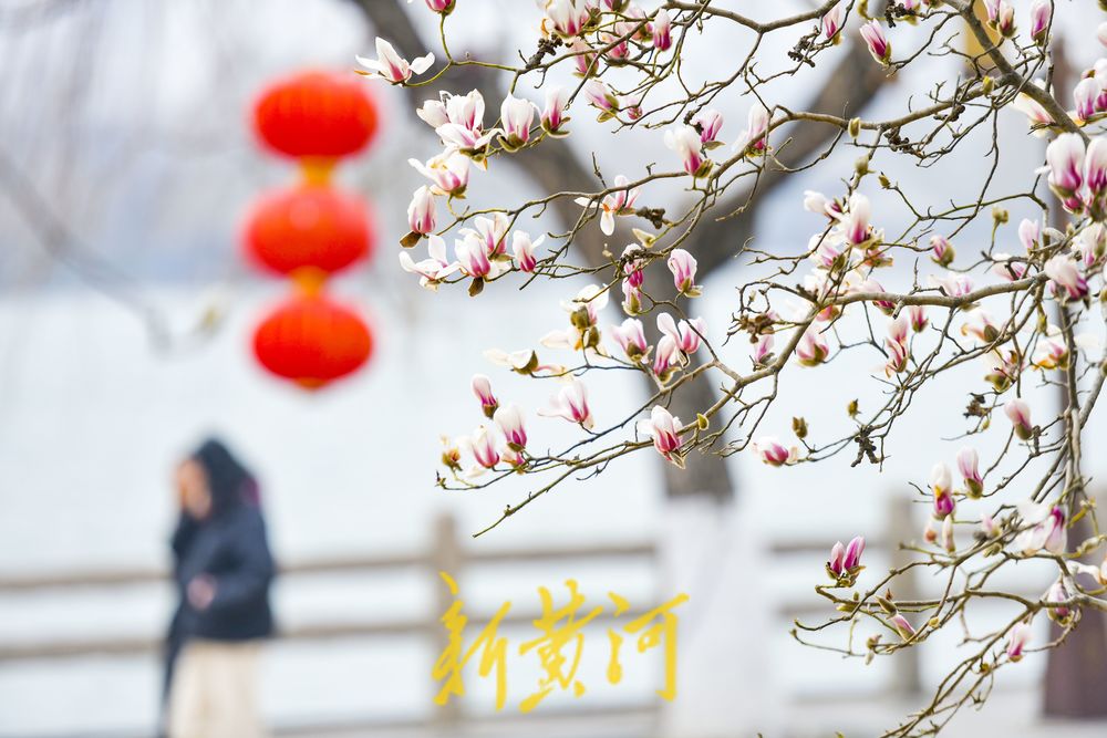 正月里繁花似锦，济南大明湖玉兰花挂满枝头