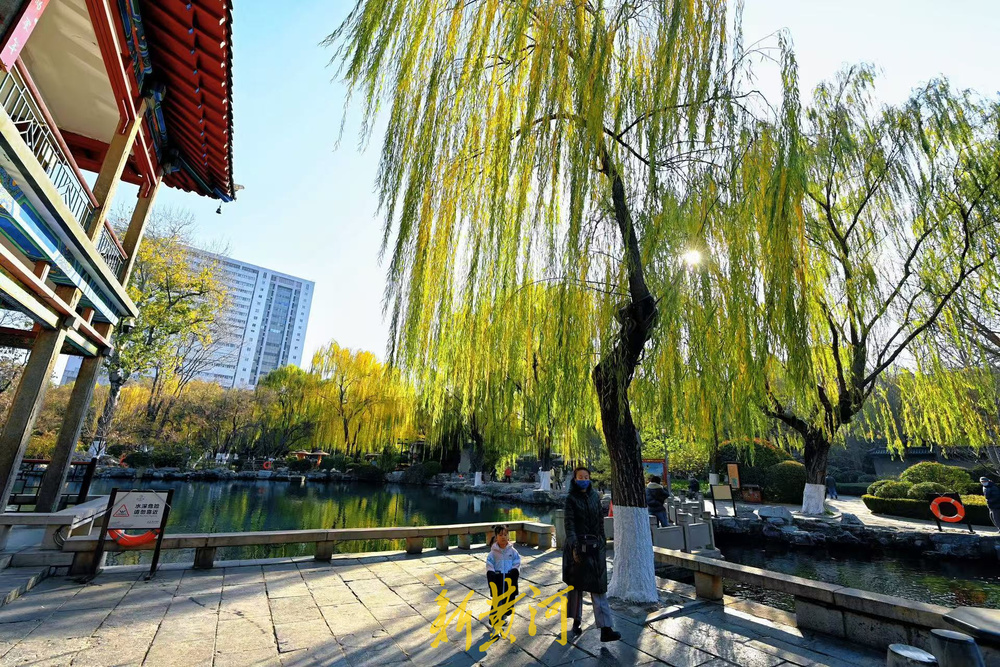 济南泉畔翠柳披“金”绘就冬日美景
