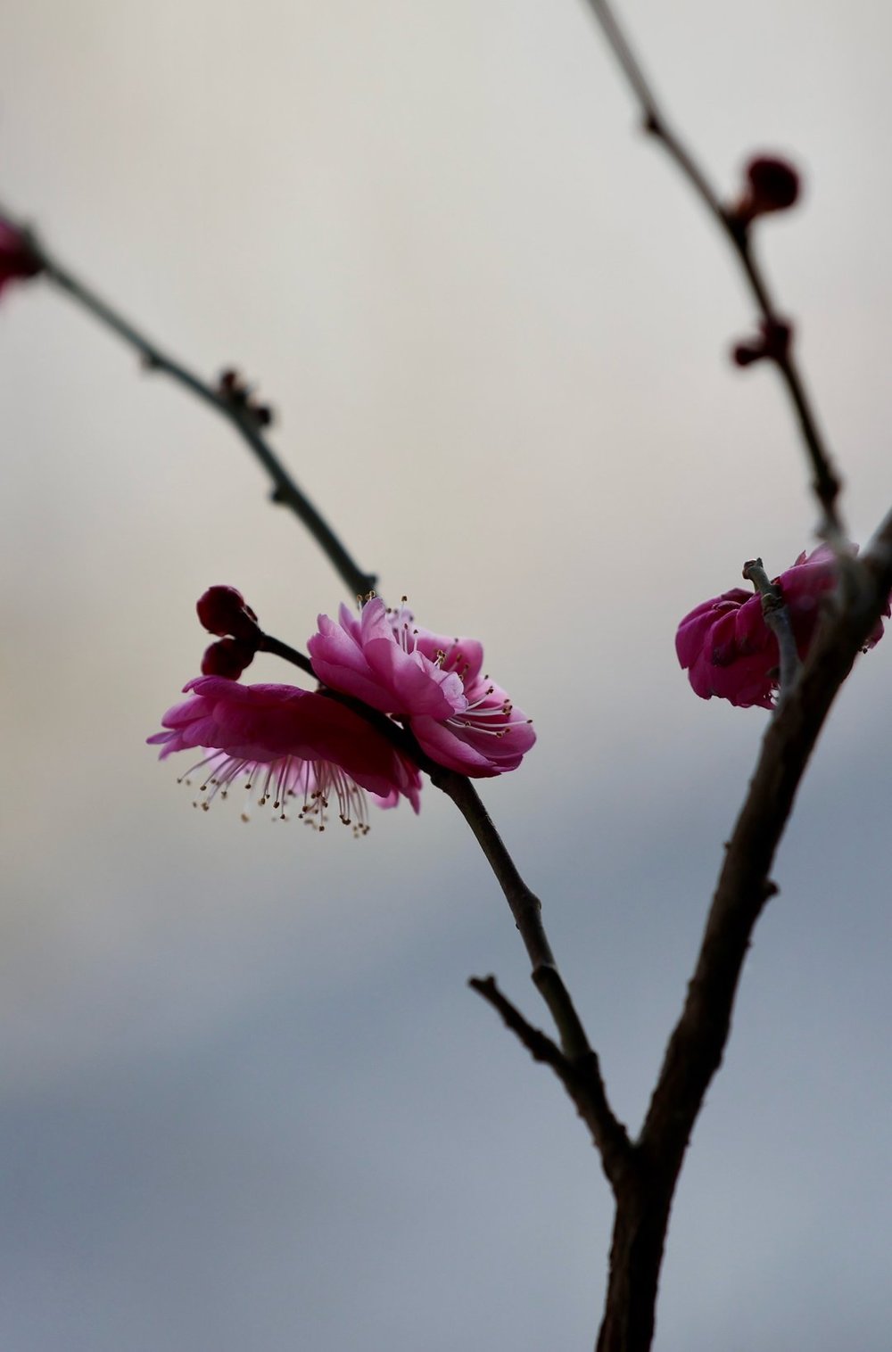 一年四季 泉在济南丨提前两个多月开放，趵突泉畔“梅”景迷人