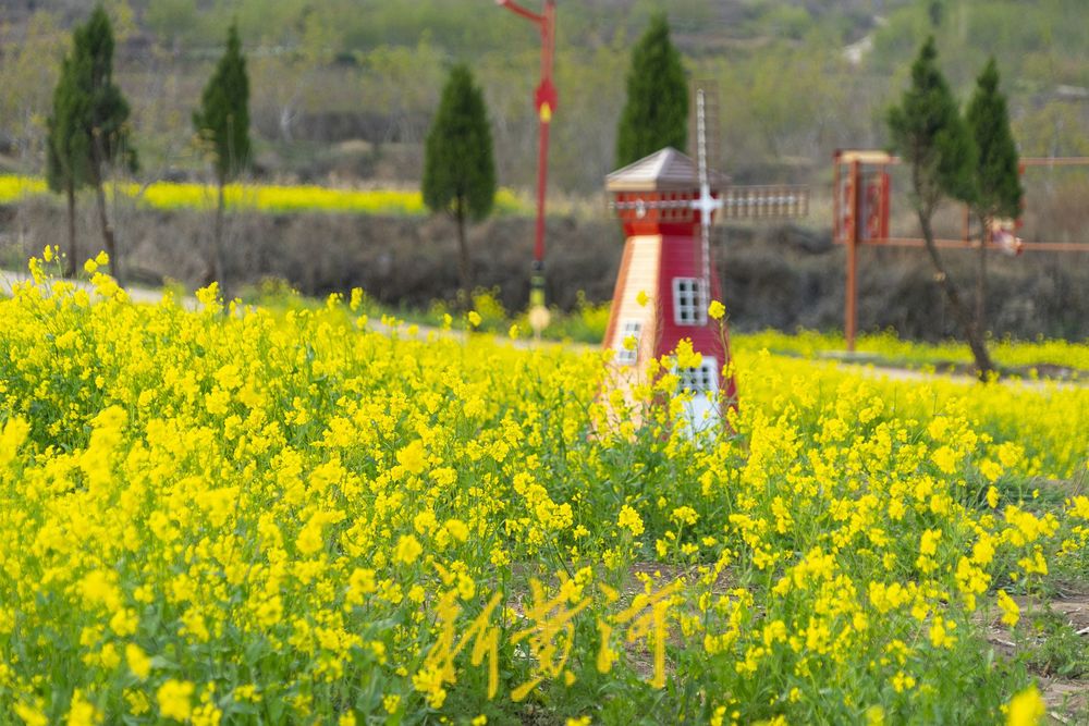 来“江北婺源 水乡双泉”，赴一场油菜花开的浪漫吧