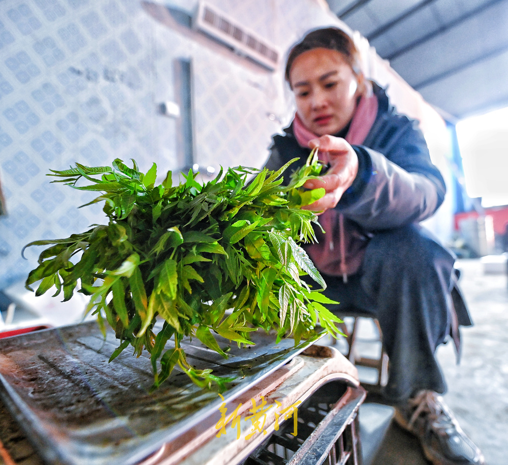 85后幼师辞掉教师编制 转行新农人年入500万元 