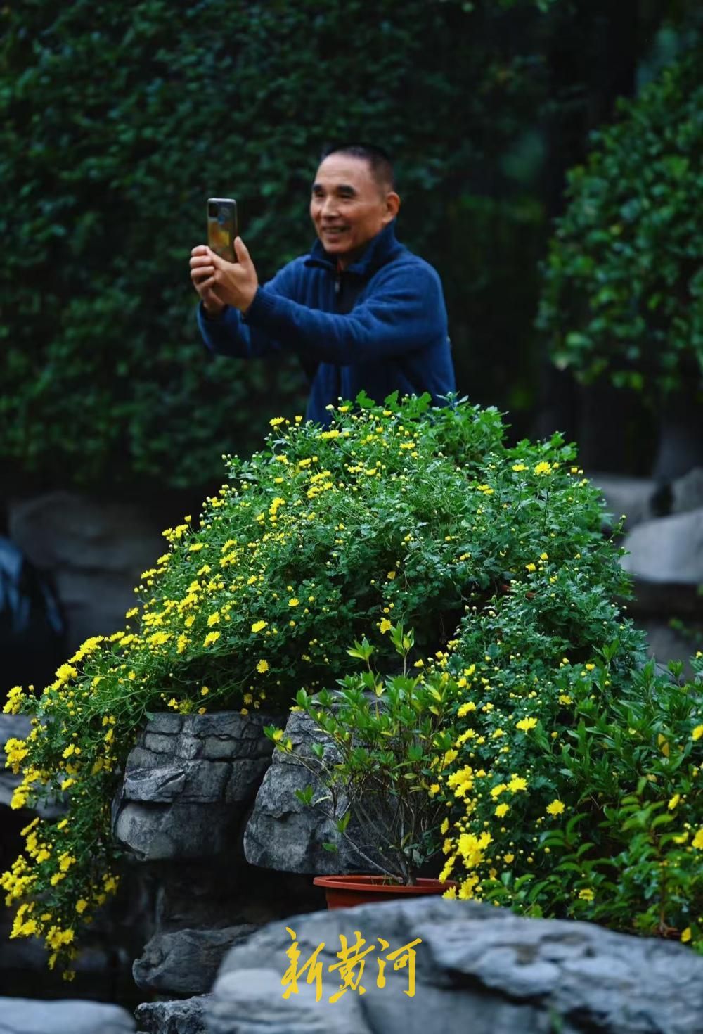 泉城秋风瑟瑟，五龙潭雏菊次第绽放