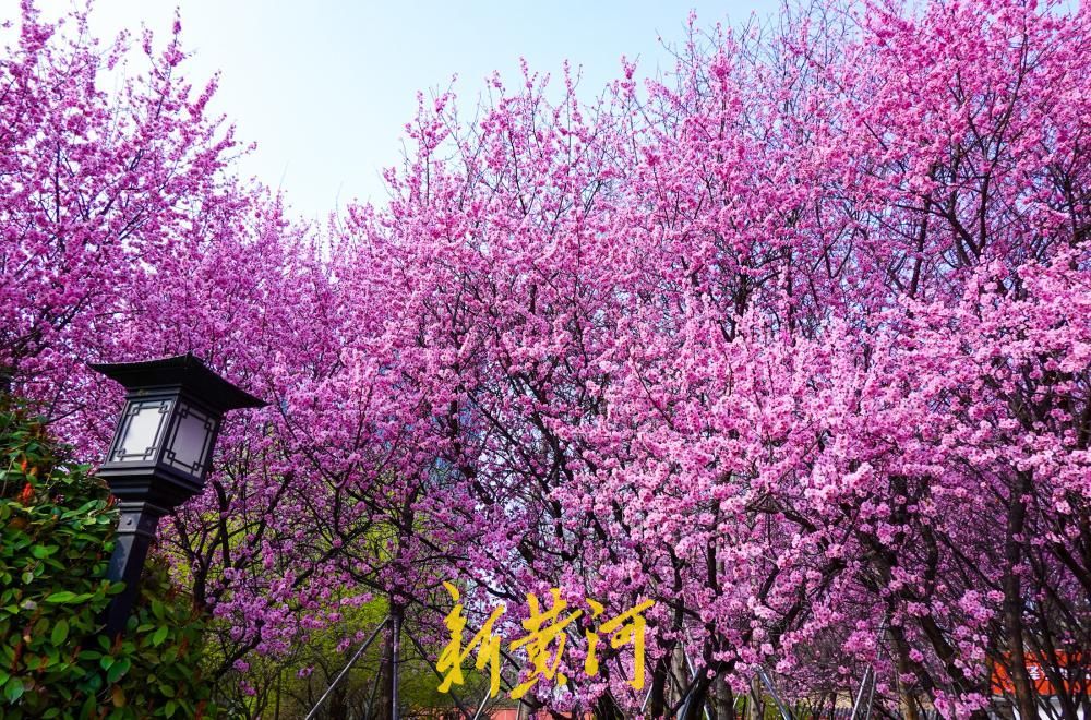 花开“梅”好时节,济南这处社区公园里花香四溢