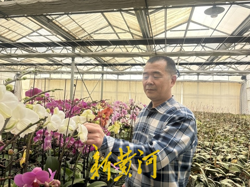 本地花农培育本土蝴蝶兰 领跑济南年宵花市场，成新春消费“香饽饽”