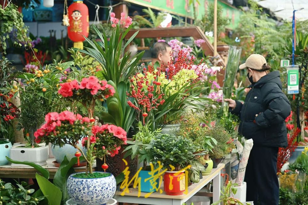 年味渐浓 济南年宵花迎销售旺季