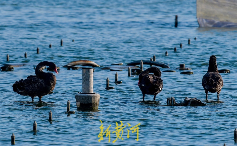 大明湖喷泉变身“避风港”，引众多野生鸟儿栖息