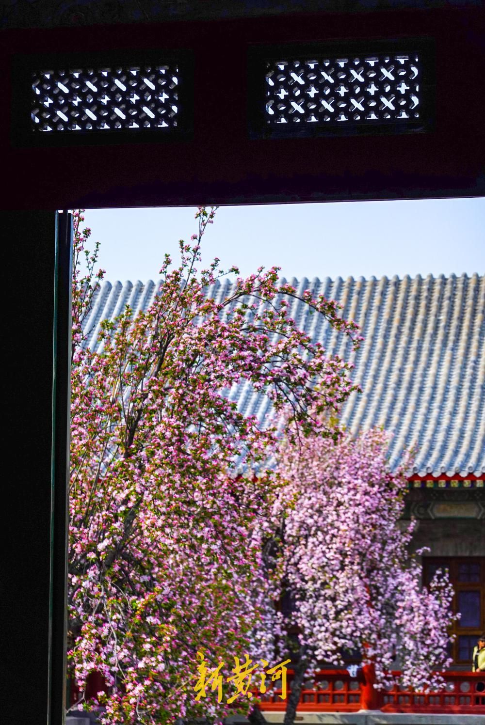 一年四季 泉在济南丨百年老街邂逅春日花事 古建筑博物馆迎来首个赏花季