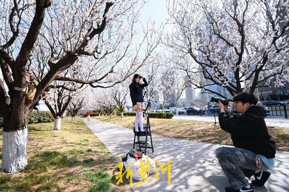 济南经十路最美杏花绽放 绘就城市春色