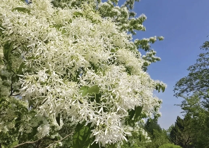 素衣流苏，花开如雪 千佛山邀您共赏流苏盛放