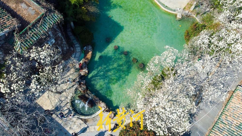 玉兰花海惊艳亮相，济南百花公园春色“撩人”