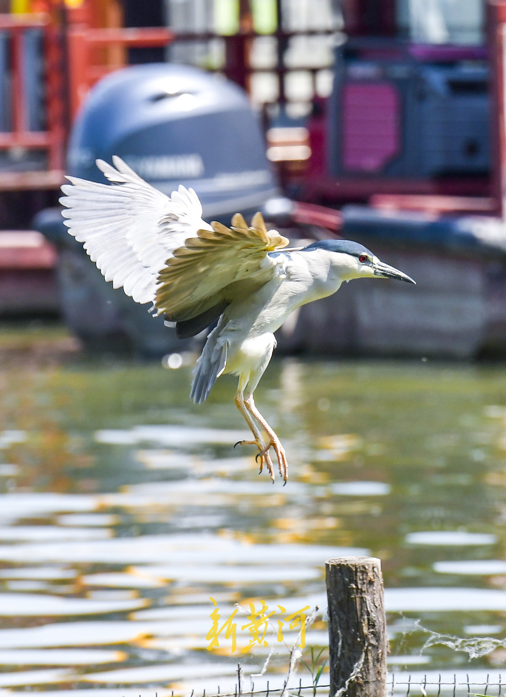 大明湖“老等”夏日回归，湖中捕鱼静赏湖光山色
