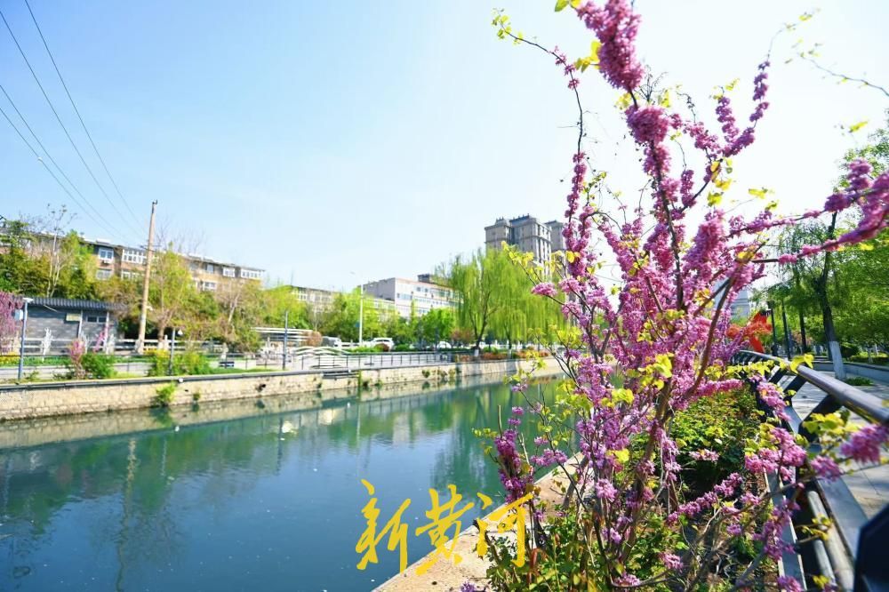 紫荆花盛放，扮靓济南工商河河岸