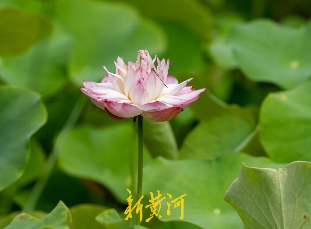 夏至荷韵！济南CBD“五指山”下风景独好