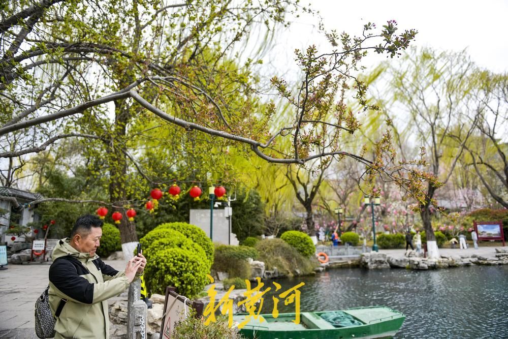 春雨润花待客来，五龙潭樱花节本周六启幕