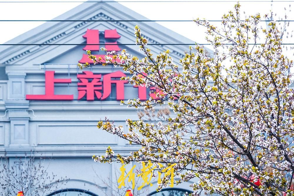 泺源大街紫叶李盛放 粉色花带扮靓济南