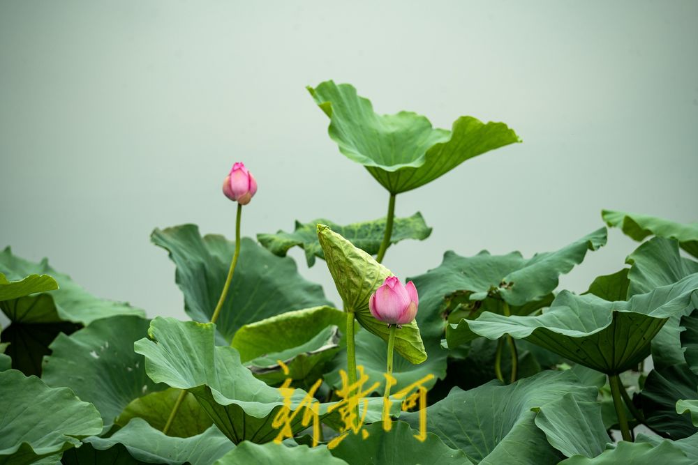 荷风夏韵！华山湖绘就盛夏生态图