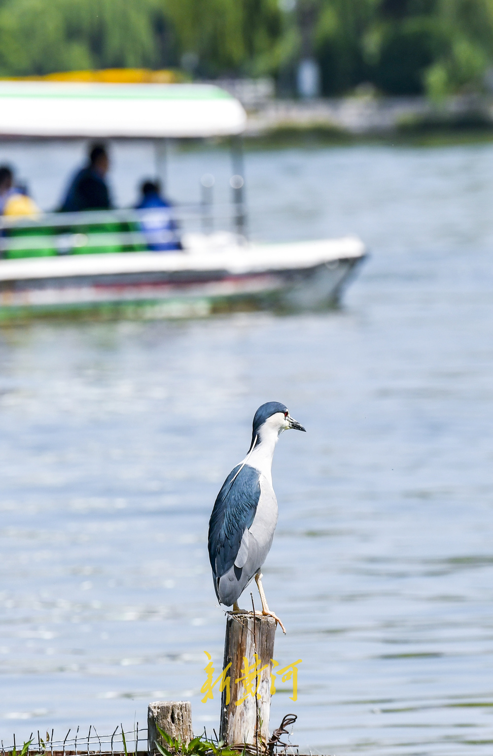 大明湖“老等”夏日回归，湖中捕鱼静赏湖光山色