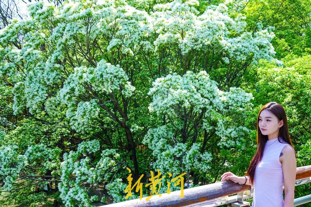 泉城公园流苏花如约绽放 洁白如雪备受喜爱