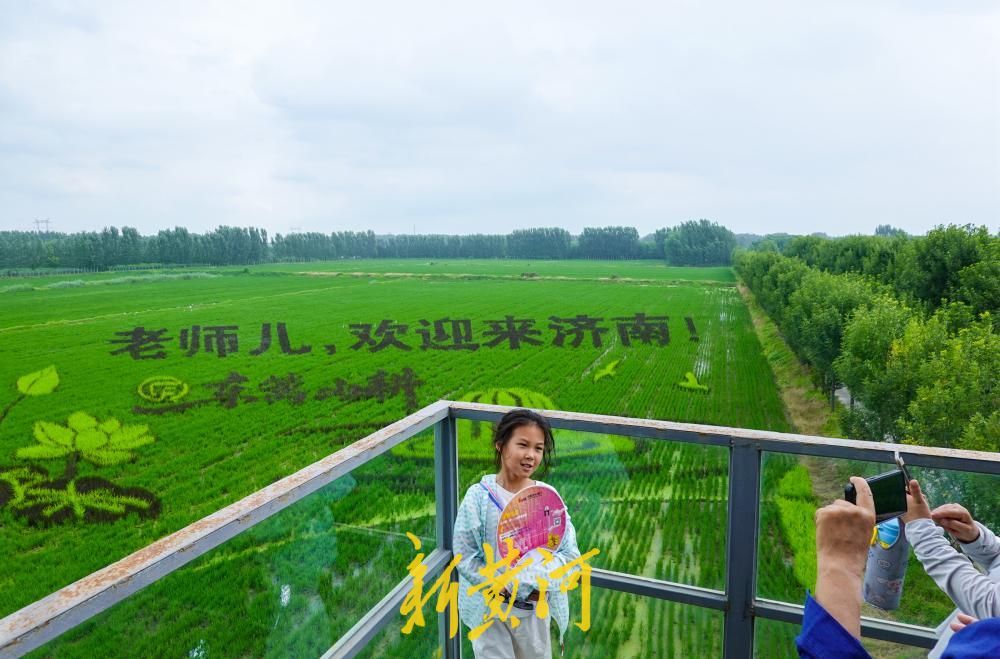 “马稻成功”“老师儿欢迎来济南”稻田里长出巨幅画