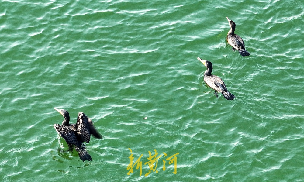 鸬鹚迁徙越冬，组团落户济南玉清湖沉沙池